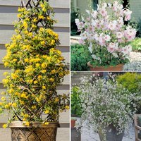 Scented Shrub Collection