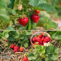 Strawberry Mid-Season Duo