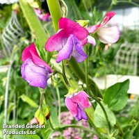 Sweet Pea 'Fire & Ice' - Seeds