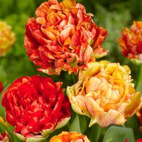Tulip 'Gudoshnik Double'