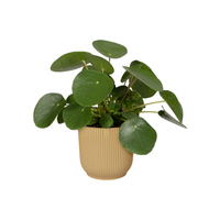 Elho Vibes Fold 14cm Round Plastic Indoor Plant Pot - Butter Yellow