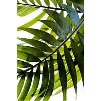 Green Leaf Print 11 x 14