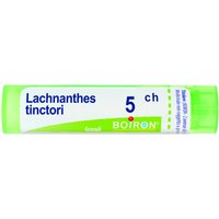 Lachnanthes tinctoria 5ch 80gr