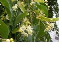 Eie Tiglio Gocce 30ml