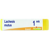Lachesis mutus mk gl bo