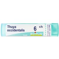 Thuya occident 6ch gr bo