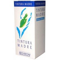 Betula alba 60ml tm bo