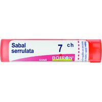 Sabal serrulata 7ch gr bo