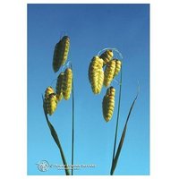 Quaking grass ess 7,4ml calf