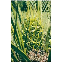 Macrozamia ess 15ml aust