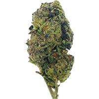 Silver Haze Flower - Sativa - THCA
