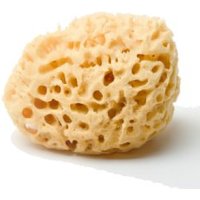 Click to view product details and reviews for Bodycare Natural Sponge 15 16cm. Click to view product details and reviews for Bodycare Natural Sponge 15 16cm.