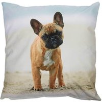 Outdoor Kissen Hundemotiv Dogge Gartenkissen Hund Wasserabweisend 40 x 40 cm Outdoor Kissen Hundemotiv Dogge Gartenkissen Hund Wasserabweisend 40 x 40 cm