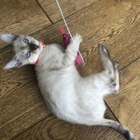 Click to view product details and reviews for Cat Teaser Toy Shiny Fish. Click to view product details and reviews for Cat Teaser Toy Shiny Fish.