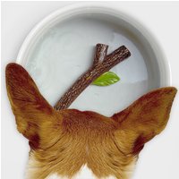 Click to view product details and reviews for Fetch Stick Dog Water Bowl By Suck Uk. Click to view product details and reviews for Fetch Stick Dog Water Bowl By Suck Uk.