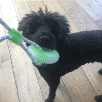 Click to view product details and reviews for Glow In The Dark Tug Toy. Click to view product details and reviews for Glow In The Dark Tug Toy.