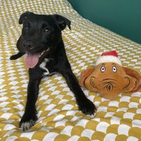 Click to view product details and reviews for The Grinchs Dog Max Pet Toy. Click to view product details and reviews for The Grinchs Dog Max Pet Toy.