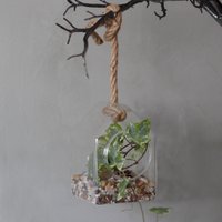 Click to view product details and reviews for Hanging House Glass Terrarium. Click to view product details and reviews for Hanging House Glass Terrarium.