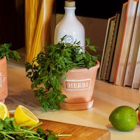 Click to view product details and reviews for Herb Terracotta Plant Pot With Saucer. Click to view product details and reviews for Herb Terracotta Plant Pot With Saucer.