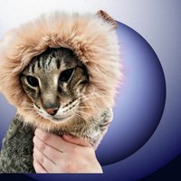 Click to view product details and reviews for Lion Mane For Pets. Click to view product details and reviews for Lion Mane For Pets.