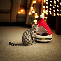 Click to view product details and reviews for Festive Santa Hat Ped Bed For Cats And Small Dogs. Click to view product details and reviews for Festive Santa Hat Ped Bed For Cats And Small Dogs.