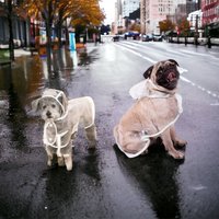 Click to view product details and reviews for Waterproof Doggy Raincoat. Click to view product details and reviews for Waterproof Doggy Raincoat.