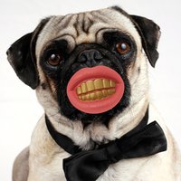 Click to view product details and reviews for Pimp Dog Chew. Click to view product details and reviews for Pimp Dog Chew.