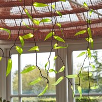 Click to view product details and reviews for Solar Leaf Fantasy. Click to view product details and reviews for Solar Leaf Fantasy.