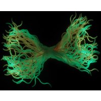 Click to view product details and reviews for Wavy Glow Spaghetti. Click to view product details and reviews for Wavy Glow Spaghetti.