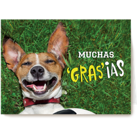 Kaart | Hallmark | Bedankt | Animal fiesta muchos grasias