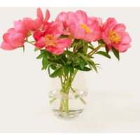 Brievenbusbloemen Pioenrozen Roze | Hallmark Cadeau Verse bloemen |