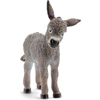 Foal
