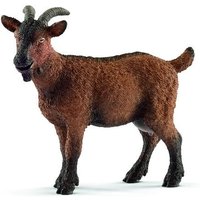 Goat