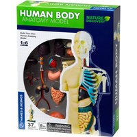 Thames & Kosmos Human Body Anatomy Model