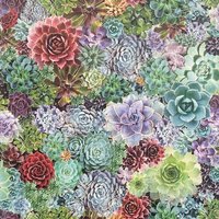 Succulent Living Wall Multi Wallpaper - 1005 x 53cm