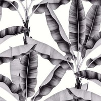 Musa Mono - 1005 x 53cm