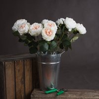 Click to view product details and reviews for Blush Garden Rose. Click to view product details and reviews for Blush Garden Rose.