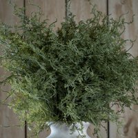 Click to view product details and reviews for Asparagus Fern Bunch. Click to view product details and reviews for Asparagus Fern Bunch.