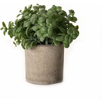 Click to view product details and reviews for Basil Plant In Stone Effect Pot. Click to view product details and reviews for Basil Plant In Stone Effect Pot.