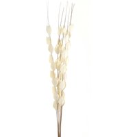Click to view product details and reviews for Bouquet Of Dried Thlaspi Arvense. Click to view product details and reviews for Bouquet Of Dried Thlaspi Arvense.