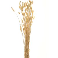 Click to view product details and reviews for Bouquet Of Tall Bunny Tails. Click to view product details and reviews for Bouquet Of Tall Bunny Tails.