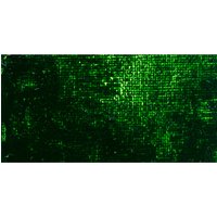 Gamblin : Artist Oil Paint : 150ml : Sap Green
