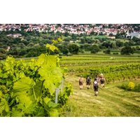 Weinbergwanderung Markt Nordheim Weinbergwanderung Markt Nordheim