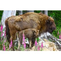 Kurzurlaub mit Wisent-Park Besuch im Sauerland für 2 Kurzurlaub mit Wisent-Park Besuch im Sauerland für 2