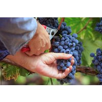 Weinbergtour mit Verkostung in Zürich Weinbergtour mit Verkostung in Zürich