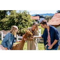 Alpaka Wanderung Lechbruck Alpaka Wanderung Lechbruck