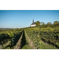 Weinbergwanderung Worms Weinbergwanderung Worms