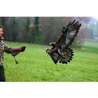 Beizjagd Wunsiedel Beizjagd Wunsiedel