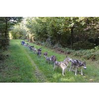 Husky Schlittenhundefahrt Ermenswil Husky Schlittenhundefahrt Ermenswil