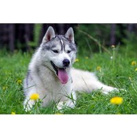 Husky Sommercamp mit Outdoor-Übernachtung Raum Ulm für 2 Husky Sommercamp mit Outdoor-Übernachtung Raum Ulm für 2